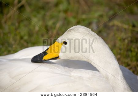 Swan (Cygnus Bewickii)