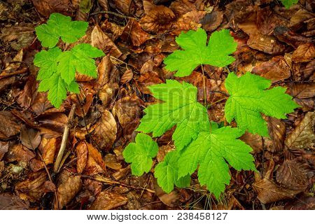 Two Small Sycamores Grownig Up In The Forest. Spring Light Accentuates Vivid Contrast Colors.