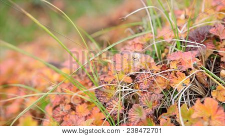 Field. Video. Flower Field. Cosmos Flower In A Field. Field Plants
