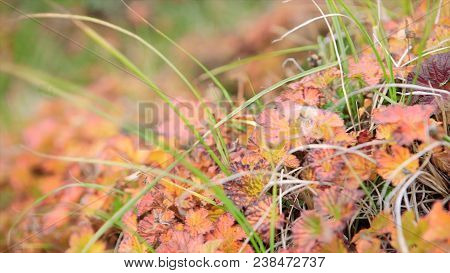 Field. Video. Flower Field. Cosmos Flower In A Field. Field Plants
