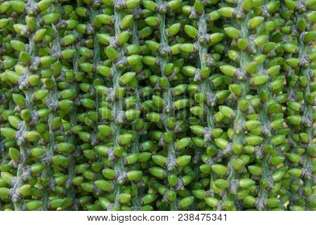 Nature Green Trees Withgrapes Palm Flowers And Fruits Caryota Soft.