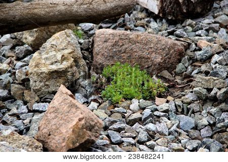 Amazing Landscape Of Some Grass Surrounded With Scattering Stones