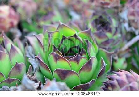 House Leek, Succulent Plant, Semper Vivum,