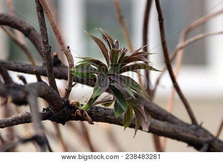 Amazing Red-green Berries On A Branch Closeup In A Garden Backyard