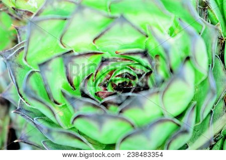 House Leek, Succulent Plant, Semper Vivum,