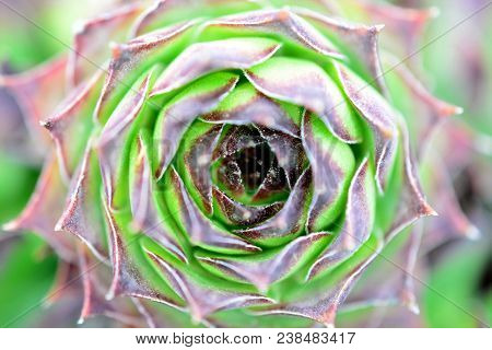 House Leek, Succulent Plant, Semper Vivum,