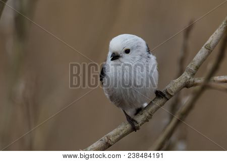 Long-tailed Tit Aegithalos Caudatus Sitting On A Branch In Germany