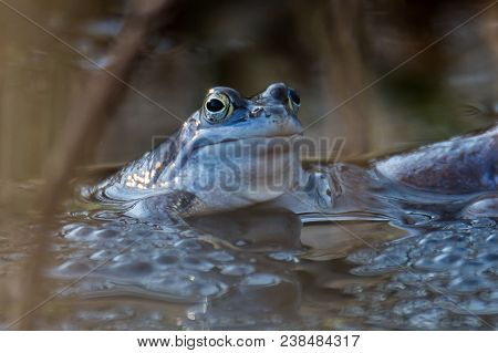 Moor Frogs In Blue Color At Mating Season In Germany