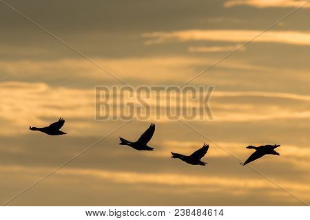 Flock Of Greylag Geese Anser Anser Flying In The Evening Sun