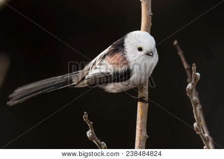 Long-tailed Tit Aegithalos Caudatus Sitting On A Branch In Germany