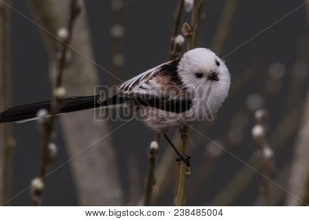 Long-tailed Tit Aegithalos Caudatus Sitting On A Branch In Germany