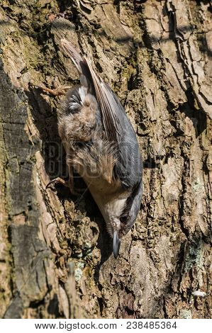 Eurasian Or Wood Nuthatch Sitta Europaea Looking For Food On A Branch