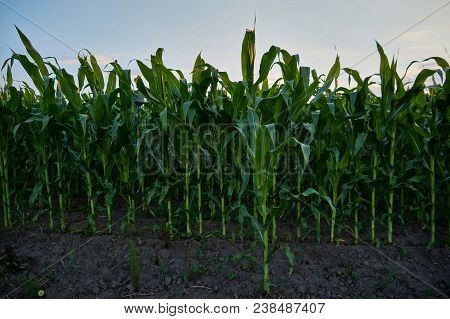 Beautiful Morning Sunrise Over The Corn Field