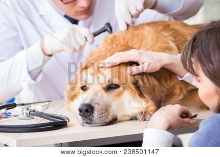 Doctor and assistant checking up golden retriever dog in vet cli