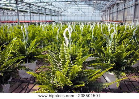 Nephrolepis Green Lady, Houseplants Cultivated As Decorative Or Ornamental Flower, Growing In Greenh