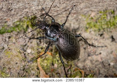 Bronze Carabid (carabus Nemoralis) Ground Beetle In A Forest Near Vienna (austria)