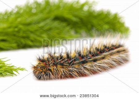 Chenille velue
