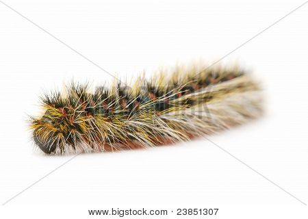 Chenille velue