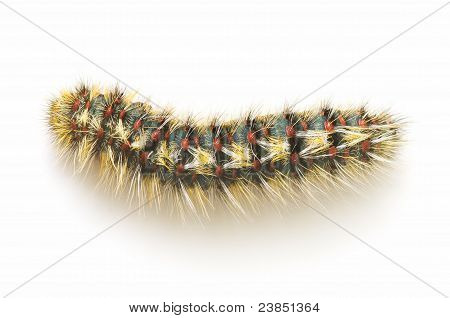 Chenille velue
