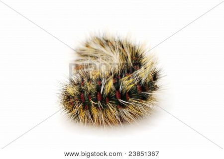 Chenille velue