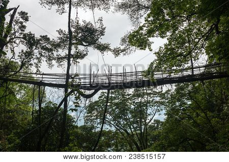 Living roots bridge near Nongriat village, Cherrapunjee, Meghalaya, India. This bridge is formed by training tree roots over years to knit together.