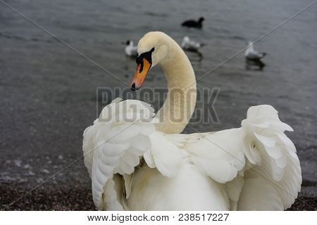Beautiful White Swan Back View With Opened Wings And Lake With Birds