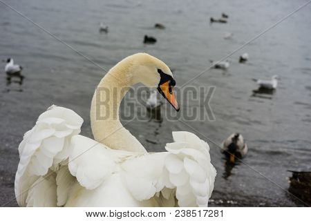 Beautiful White Swan Back View With Opened Wings And Lake With Birds