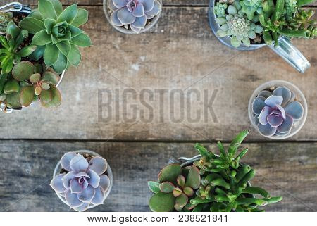 Frame Mix Variety Of Succulent Flowers In Pot Plants In Garden. Rustic Wooden Blackground