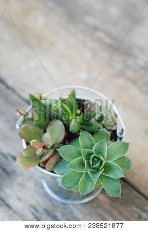 Mix Variety Of Succulent Flowers In Pot Plants In Garden. Rustic Wooden Blackground