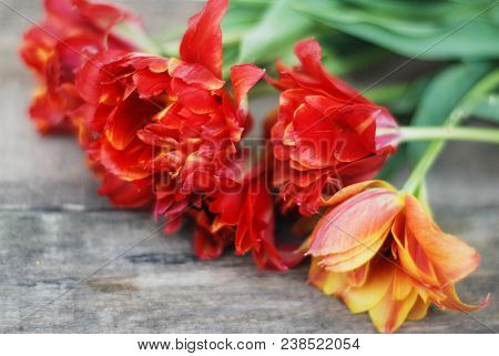 Spring Flowers. Bouquet Of Red Tulips On Brown Wooden Background. Mother's Day And Valentines Day Ba