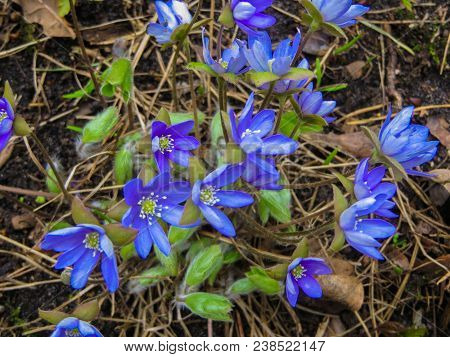 The First Spring Flowers Liverwort In The Forest. Spring Bright Floral Background. Gentle Symbol Of 