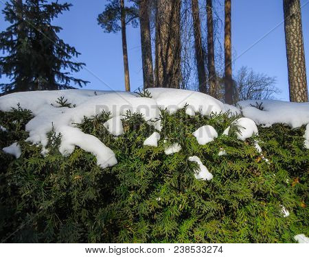 First Snow. Trees Brought By Snow In Jurmala, Latvia 2018
