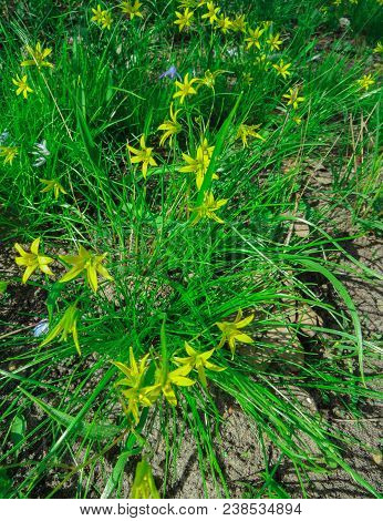 The First Spring Flowers In The Wild Forest.