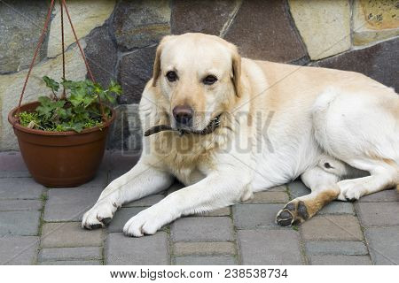 Big Light Yellow Brown Dog Labrador- Retriever Lies In Front Of The Closed House Door Looking Sadly 