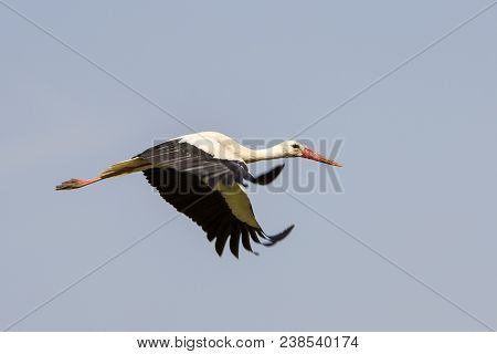 Elegant Beautiful White Stork Bird With Spread Wings, Black Tail And Long Legs Flying High In The Cl