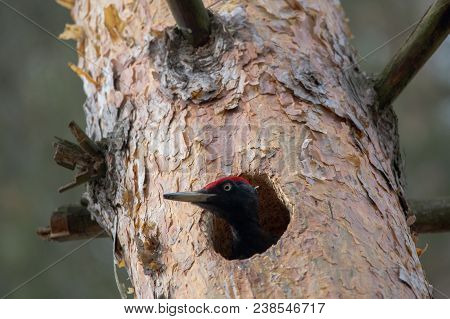 Black Woodpecker Dryocopus Martius Chopping Hollow In Pine Tree For Nest. European Big Bird Shows Sp