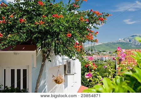 Bellissimi fiori vicino casa nel piccolo villaggio di