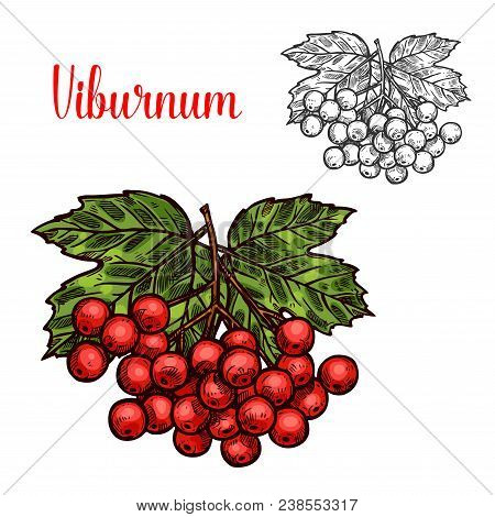 Viburnum Fruit Branch Isolated Sketch With Red Berry And Green Leaf. Healthful Viburnum Fruit Bunch 