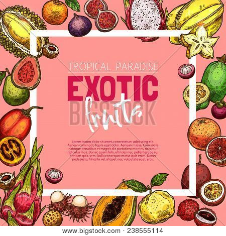 Exotic Fruit And Berry Sketch Poster. Tropical Fruit Frame Of Orange, Papaya And Grapefruit, Durian,