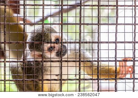 Monkey Is In A Cage In A Zoo.