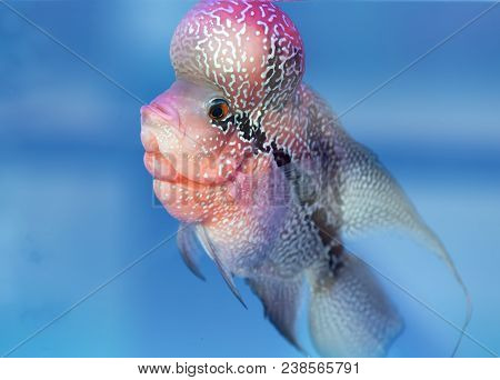 Flowerhorn Cichlid Colorful Fish Swimming In Fish Tank. This Is An Ornamental Fish That Symbolizes T