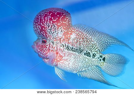 Flowerhorn Cichlid Colorful Fish Swimming In Fish Tank. This Is An Ornamental Fish That Symbolizes T