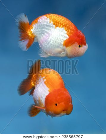 One Of Most Popular Pet Ornamental Fish Is Goldfish Or Carassius Auratus, Family Cyprinida. Ranchu O