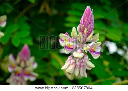 Fabaceae Flower  , This Name Kan Pai Mahidol Flower Is A Type Of Vine , Found In Kanchanaburi Provin