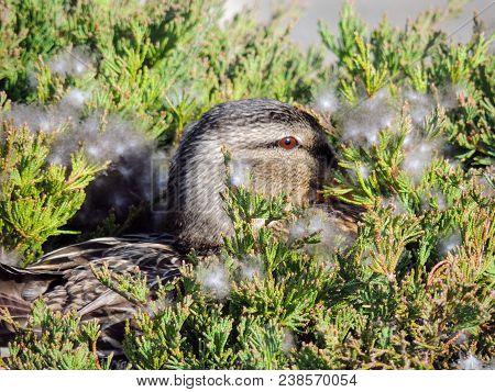 Close Up Of Nesting Hen Mallard Duck Or Anas Platyrhynchos Female Laying In A Nest Of Urban Bushes S