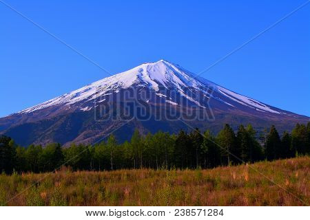 Mt.fuji From The Forest Road Fuji Line In Narusawa Village Japan 05/01/2018