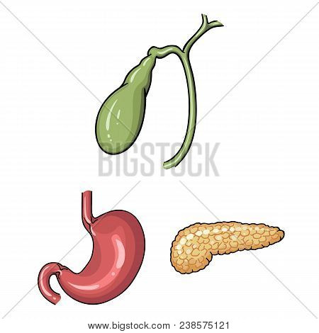 Human Organs Cartoon Icons In Set Collection For Design. Anatomy And Internal Organs Vector Symbol S