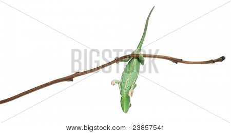 Unge tilslørede kamæleon, Chamaeleo calyptratus, hænge på gren foran hvid baggrund