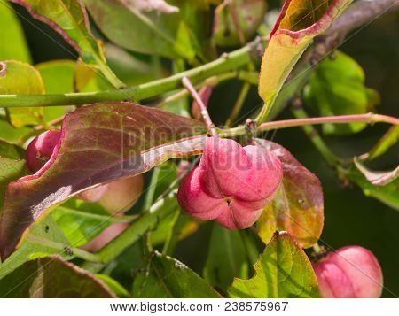 Riping Fruit On European Or Common Spindle, Euonymus Europaeus, Close-up With Bokeh, Selective Focus