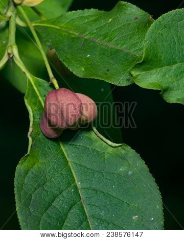 Riping Fruit On European Or Common Spindle, Euonymus Europaeus, Close-up With Bokeh, Selective Focus